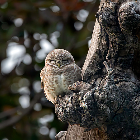 Spotted owlet