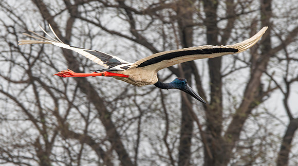 Black necked stork flying