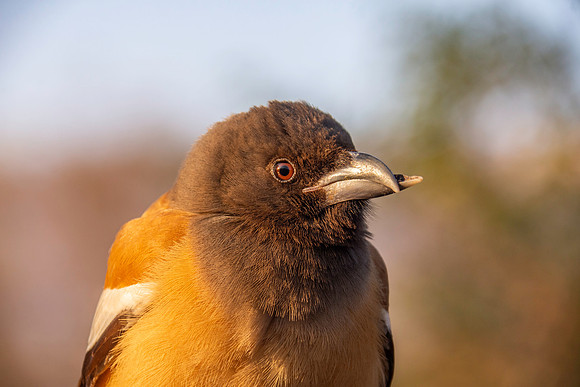 Rufous treepie