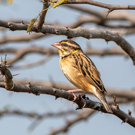 Black breasted weaver