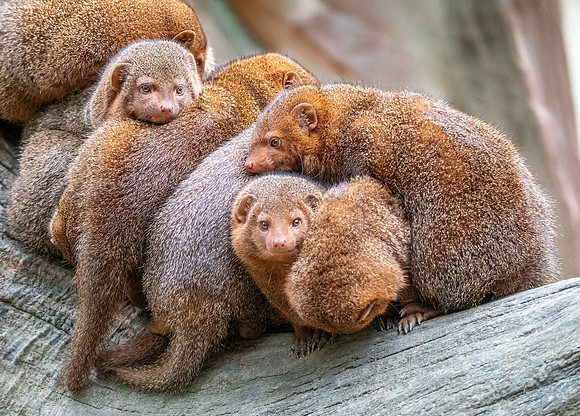 Dwarf mongoose