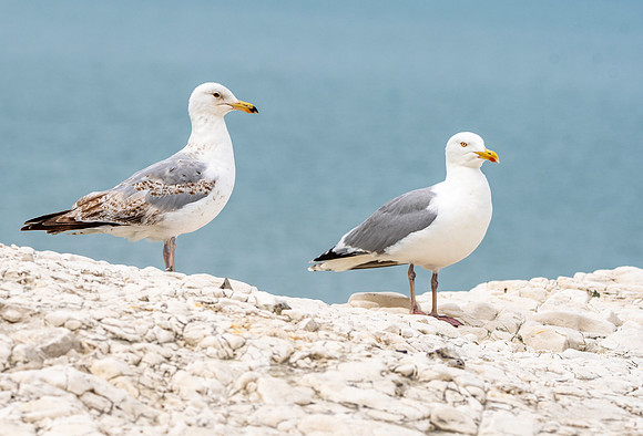 Yellow legged gull, immature