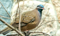 Blue headed quail dove