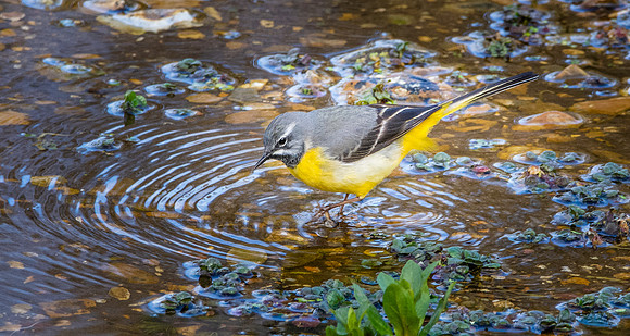 Grey wagtail