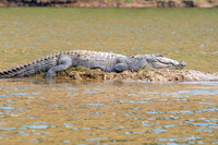 Mugger crocodile