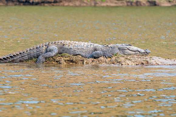 Mugger crocodile