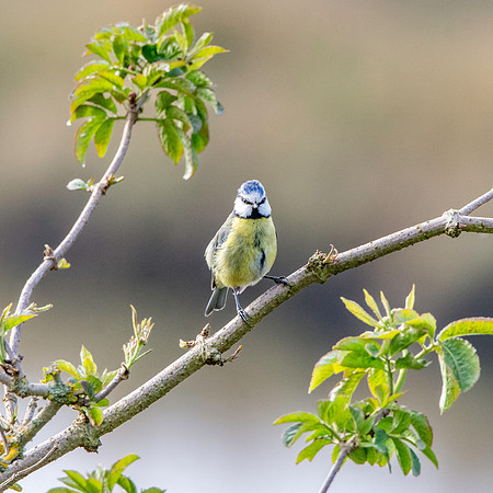 Blue tit