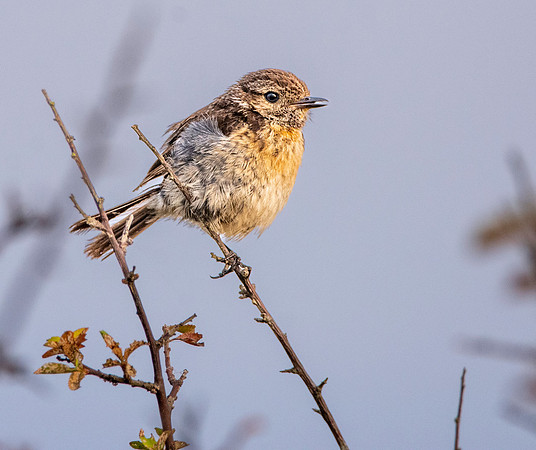 Stonechat
