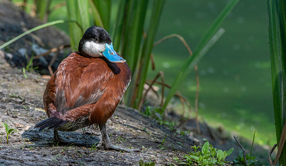 Ruddy duck, male