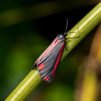 Cinnabar moth