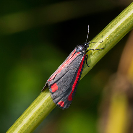 Cinnabar moth