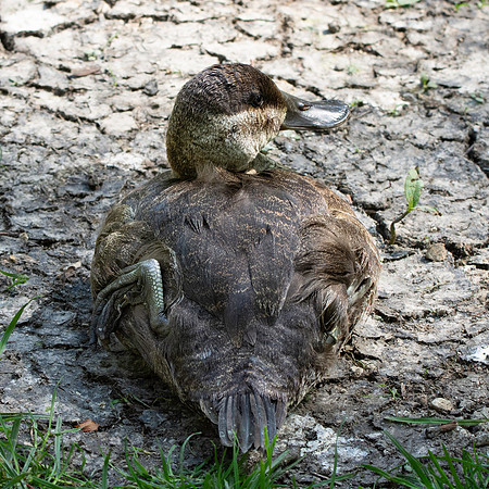 Ruddy duck, female