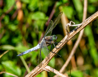 Black tailed skimmer