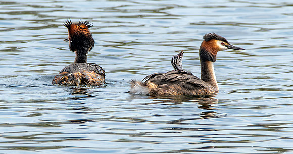 Great crested grebe