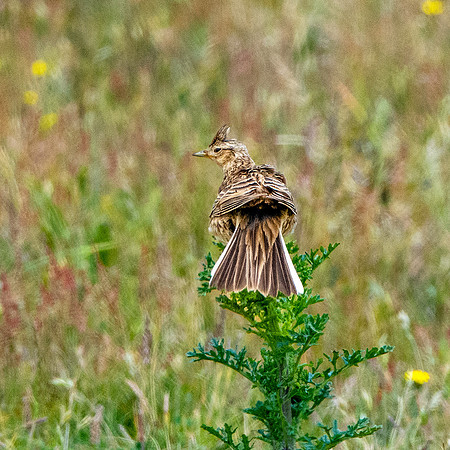 Skylark