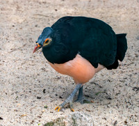 Maleo