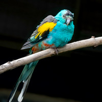 Golden shouldered parrot