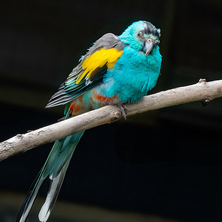 Golden shouldered parrot