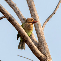 Brown headed barbet