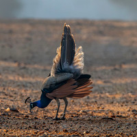 Indian peafowl