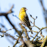 Siskin, male