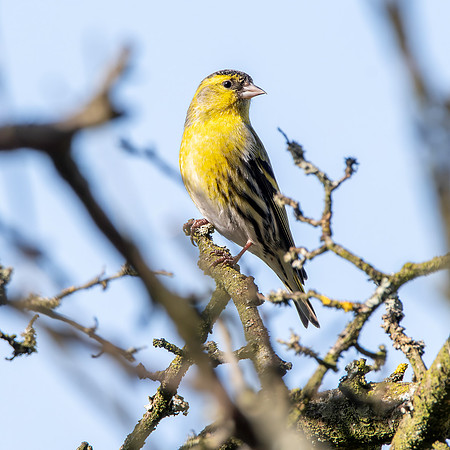 Siskin, male