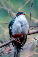 Cuban trogon