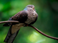 Barred cuckoo dove