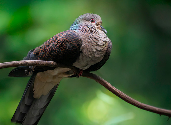 Barred cuckoo dove