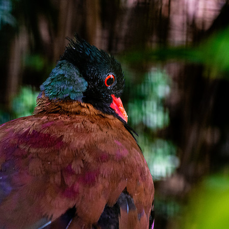 Green naped pheasant pigeon