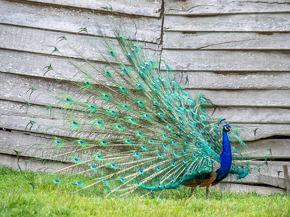 Peacock