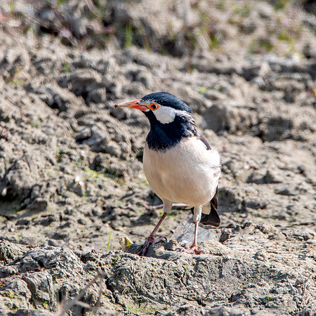 Indian pied starling / myna