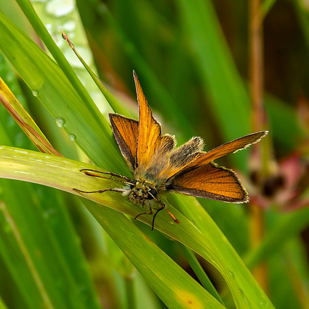 Small skipper