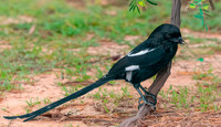 Magpie shrike