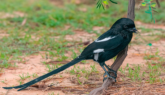 Magpie shrike