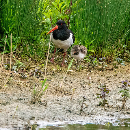 Oystercatcher chick