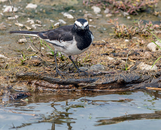White browed wagtail