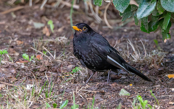 Leucistic blackbird