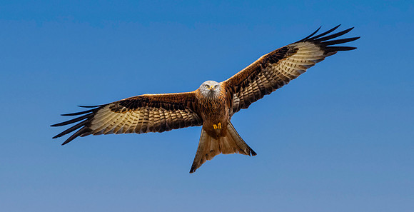 Red kite