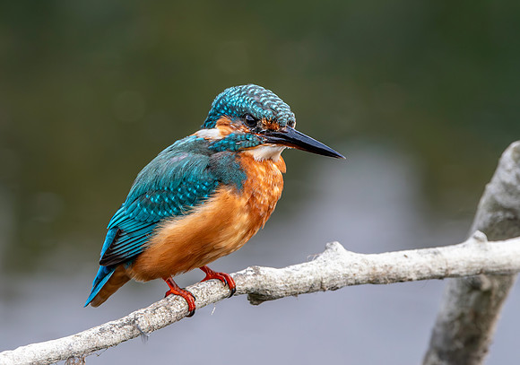 Common kingfisher, female