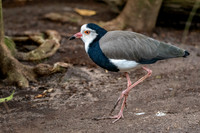 Long toed lapwing