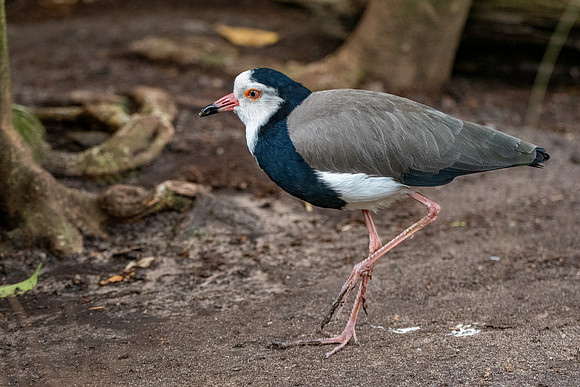 Long toed lapwing