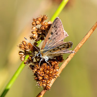 Sooty copper