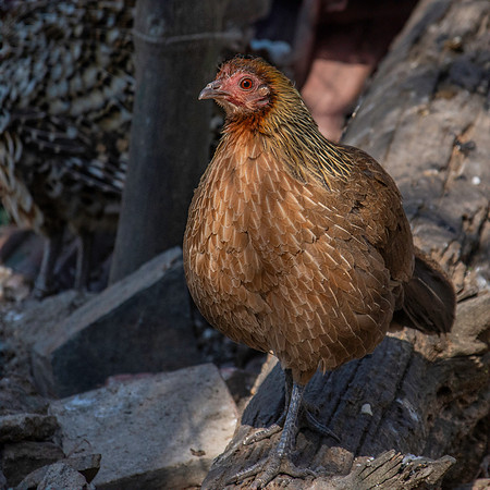 Red junglefowl, female