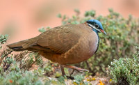Blue headed quail dove