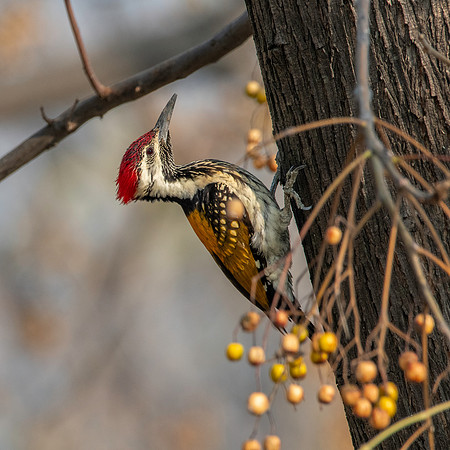 Black rumped flameback woodpecker / lesser golden backed