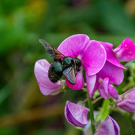 Carpenter bee