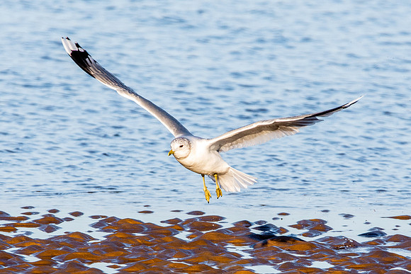Common gull