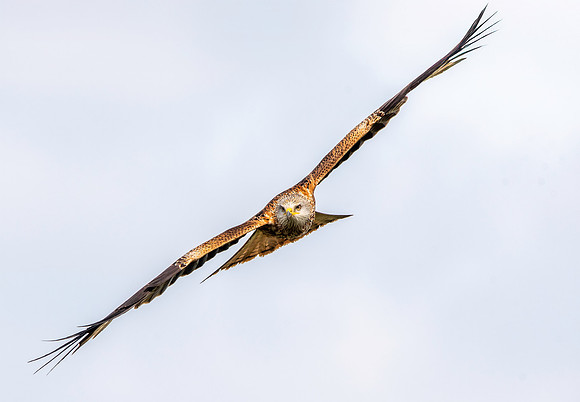 Red kite, flying