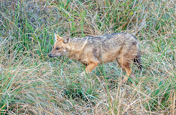 Indian jackal